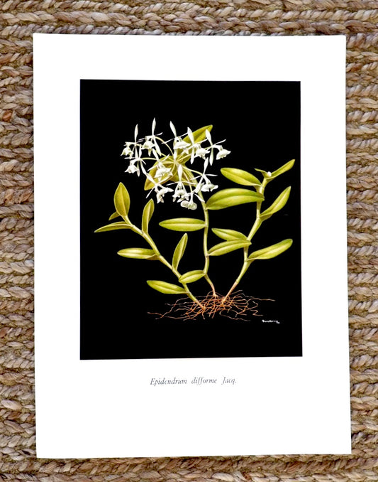 Very Rare G.C.K Dunsterville Orchid Print. Epidendrum disforme Jacq.