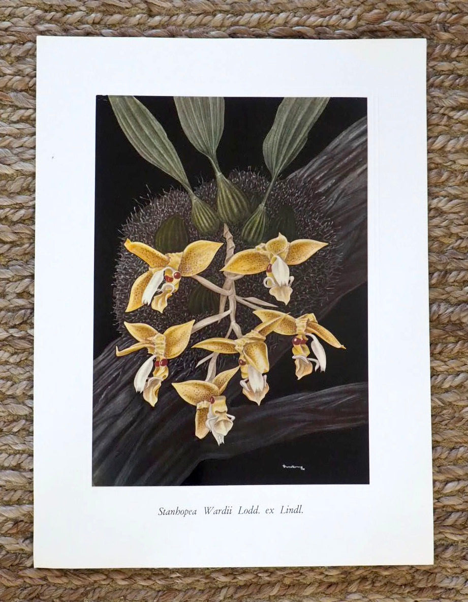 Very Rare G.C.K Dunsterville Orchid Print. Stanhopea Wardii Lodd. ex Lindl.
