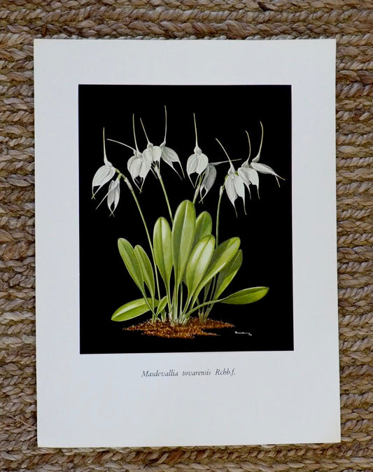 Very Rare G.C.K Dunsterville Orchid Print. Masdevallia Tovarensis Rchb.f.