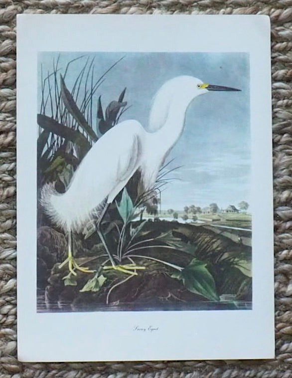 Snowy Egret Audubon Print