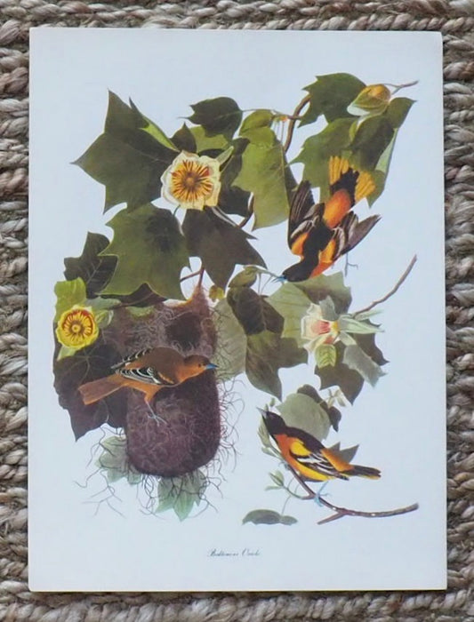 Baltimore Oriole Audubon Print