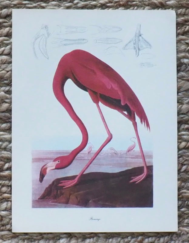 Flamingo Audubon Print