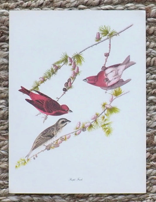 Purple Finch Audubon Print