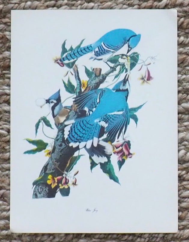 Blue Jay Audubon Print