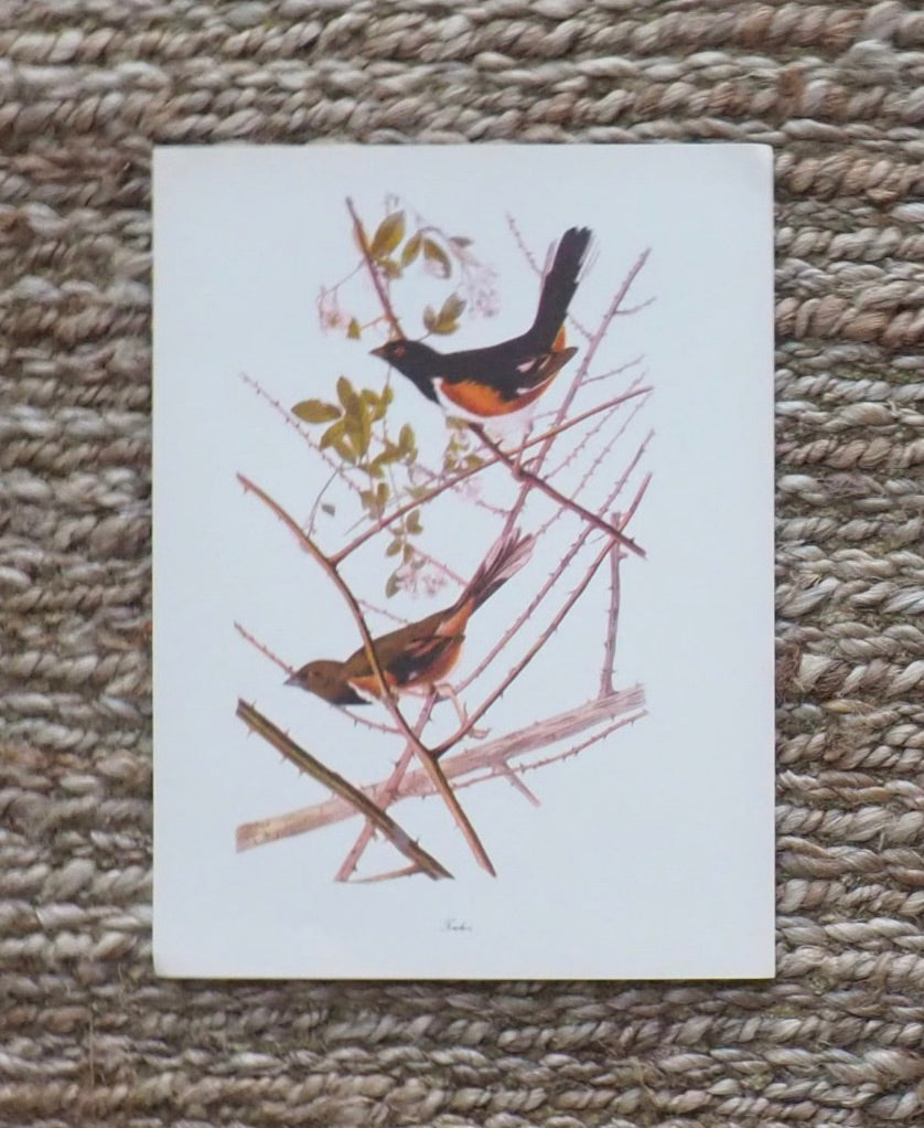 Towhee Audubon Print