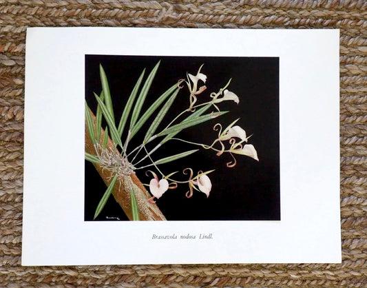 Very Rare G.C.K Dunsterville Orchid Print. Brassavola nodosa Lindl.