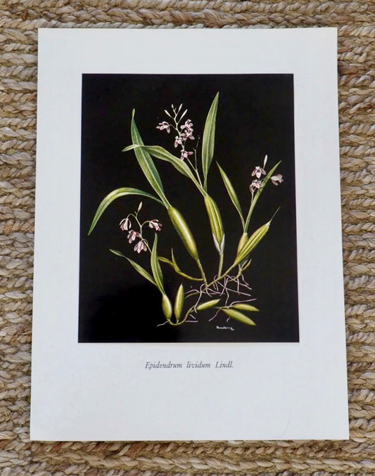 Very Rare G.C.K Dunsterville Orchid Print. Epidendrum livid Lindl.