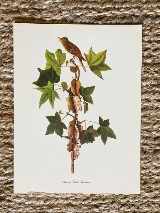 Alder, or Traill’s, Flycatcher Vintage Audubon Print