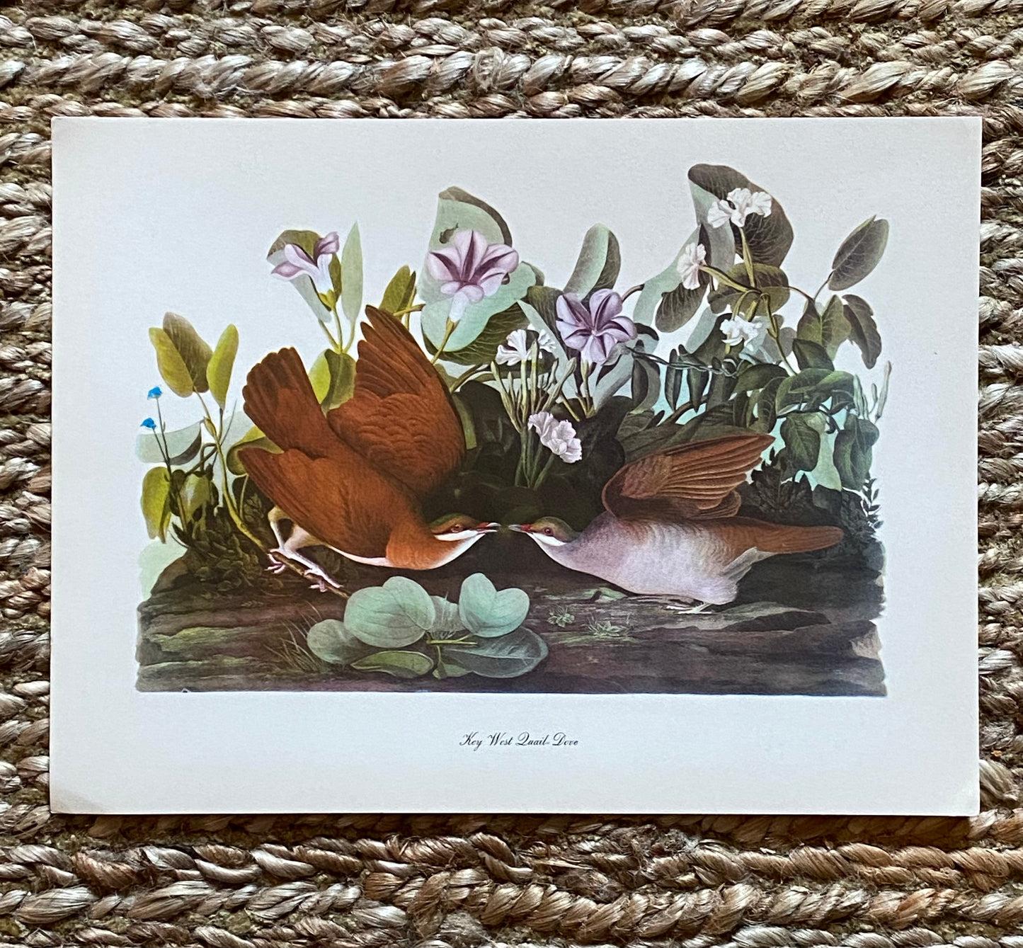 Key West Quail Dove Vintage Audubon Print