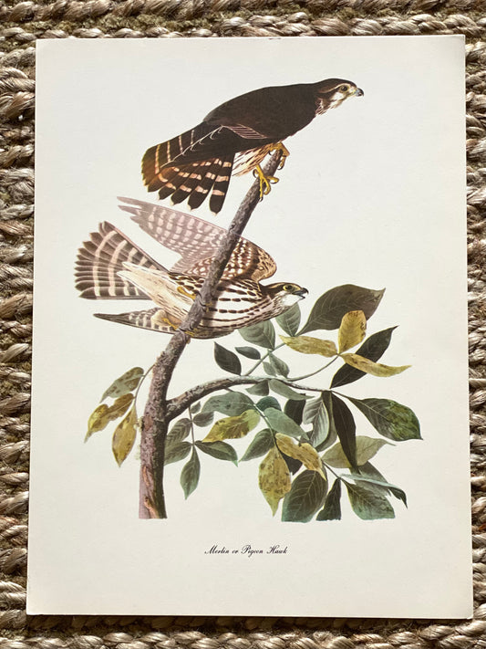 Merlin or Pigeon Hawk Vintage Audubon Print