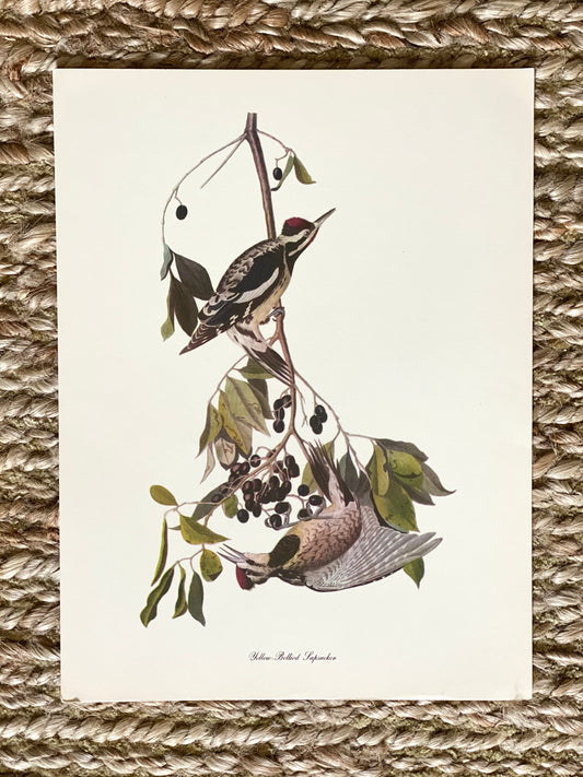 Yellow Bellied Sapsucker Vintage Audubon Print